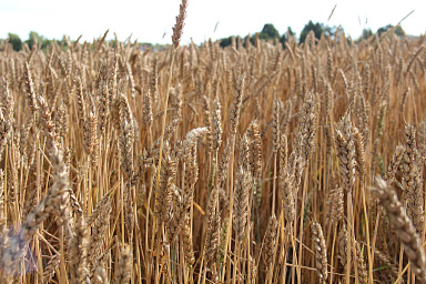 В Томской области на компенсацию аграриям страховых премий предусмотрено более 15 млн рублей