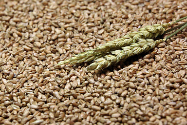 Минсельхоз заявил о готовности участников зернового рынка к работе во ФГИС "Зерно"