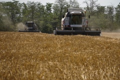 Уборочная-2023: Аграрии Ставрополья намолотили 4,5 тыс. тонн зерна