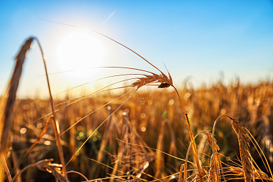 В хозяйствах Ивановской области собрано более 153 тыс. тонн зерна