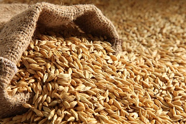Тульская область рассчитывает получить 2,7 млн тонн зерна в 2023 году — глава минсельхоза региона