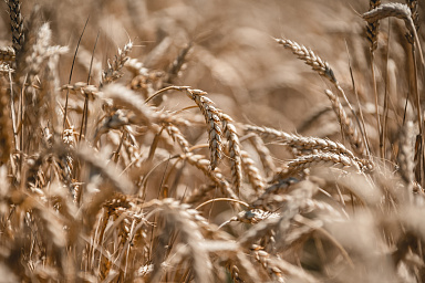 Сельхозпроизводство в Липецкой области по итогам 2025 года выросло на 13,2%