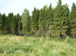 Совфед одобрил закон о нормах аренды лесных участков для инвестпроектов