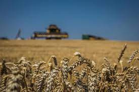 Омская область укрепляет позиции экспортера сельскохозпродукции