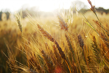 Из ДНР в 2023 году на продажу вывезли около 560 тыс. тонн зерна и масличных культур