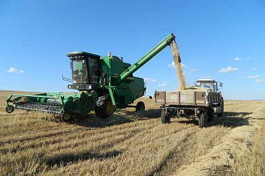 Валовой сбор зерновых культур в Забайкалье на 25% превысил прошлогодний уровень