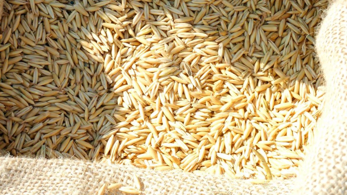 Россия рассматривает поставки пшеницы в Японию и Китай вслед за Алжиром