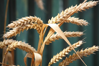Ставрополье передаст в ЛНР 40 тонн семян озимой пшеницы, кукурузы и ячменя