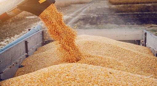 Россия закупила в интервенционный фонд более 656 тыс. тонн зерна