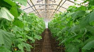 Урожай тепличных овощей в РФ в 2022 году достиг рекордные 1,5 млн тонн