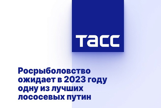 Росрыболовство ожидает в 2023 году одну из лучших лососевых путин