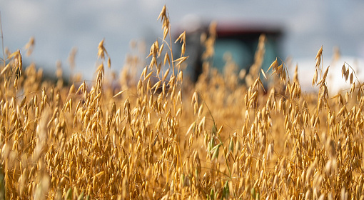 РФ может увеличить экспорт пшеницы в сентябре на 15% по сравнению с августом – аналитики
