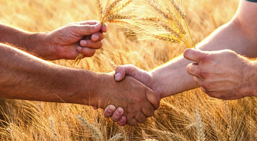 Биржевой индекс на пшеницу в РФ может стать альтернативой индикаторам зарубежных бирж - ОЗК