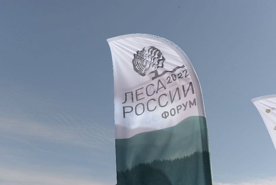 В Красноярске стартовал форум «Леса России»