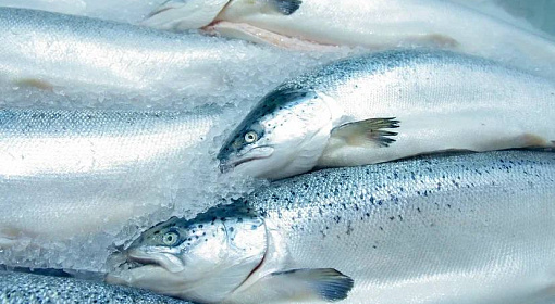Россия в 2022 году нарастила экспорт рыбной продукции в дружественные страны на 40%