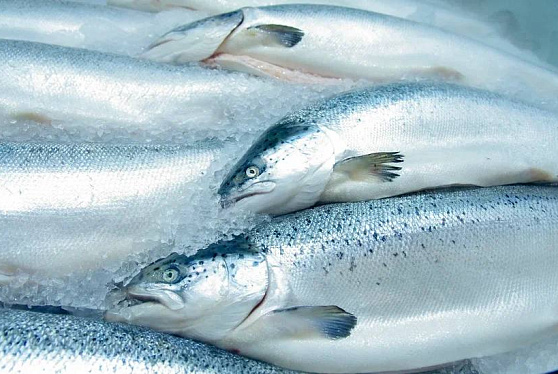 Россия в 2022 году нарастила экспорт рыбной продукции в дружественные страны на 40%