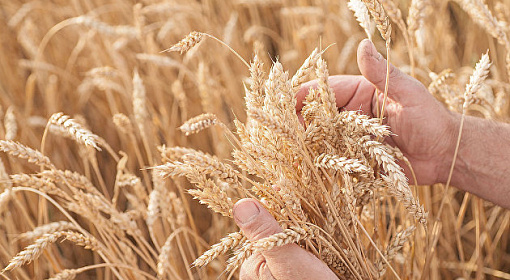 НТБ: закупки зерна в госфонд России составили четыре тысячи тонн 6 сентября